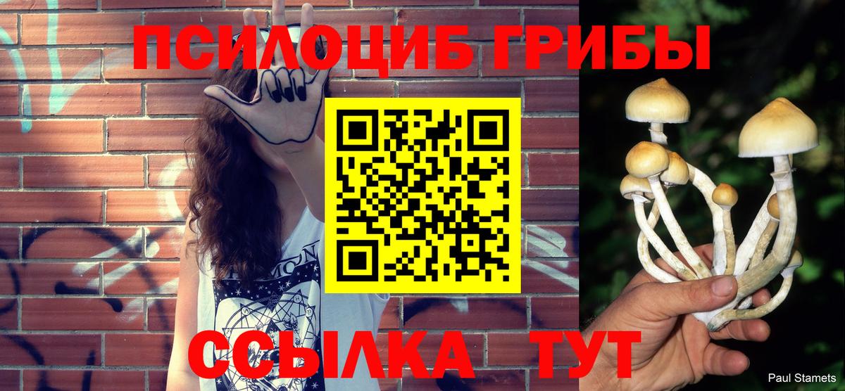Галлюциногенные грибы Psilocybe  Большой Камень 